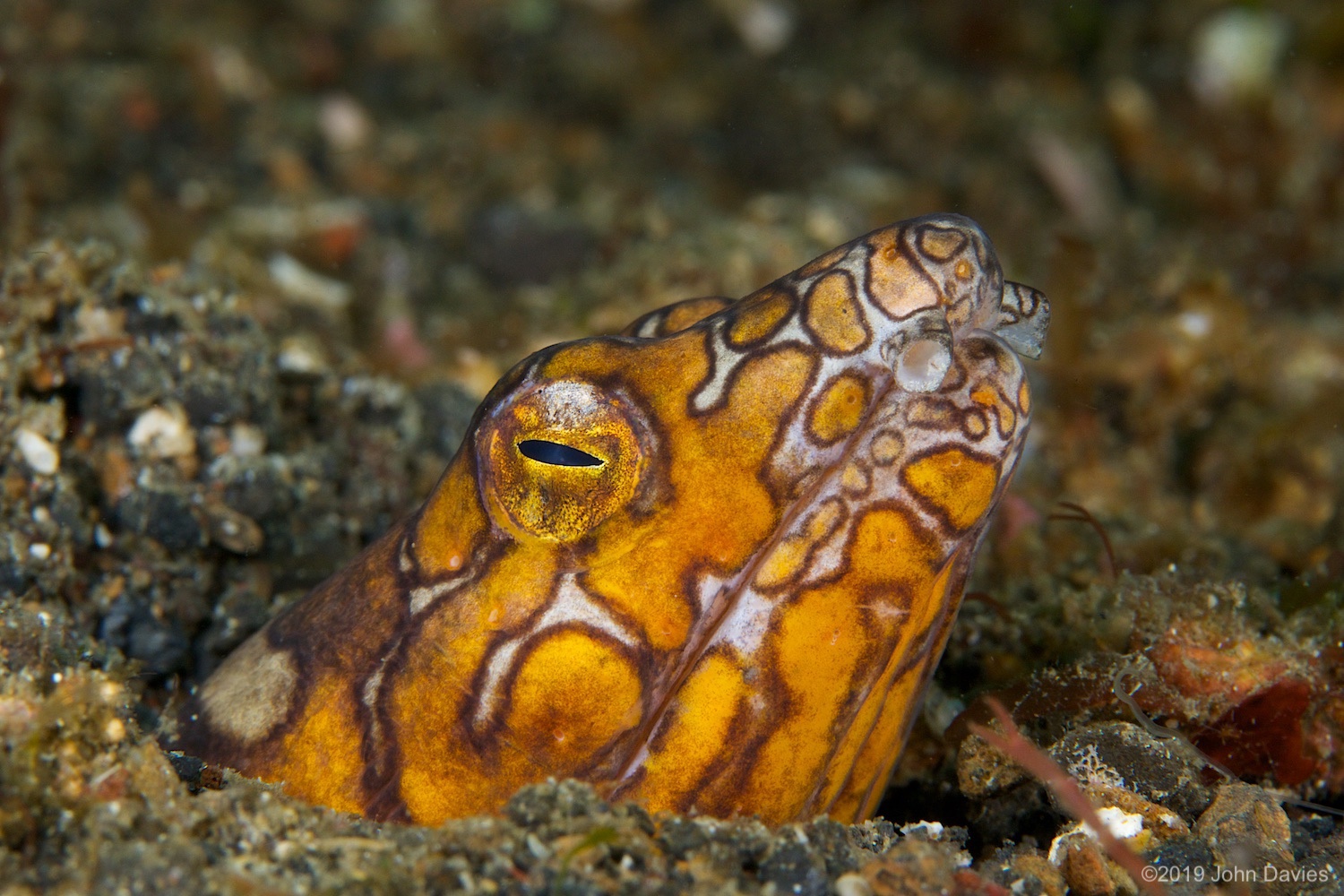 nadlembeh20140042