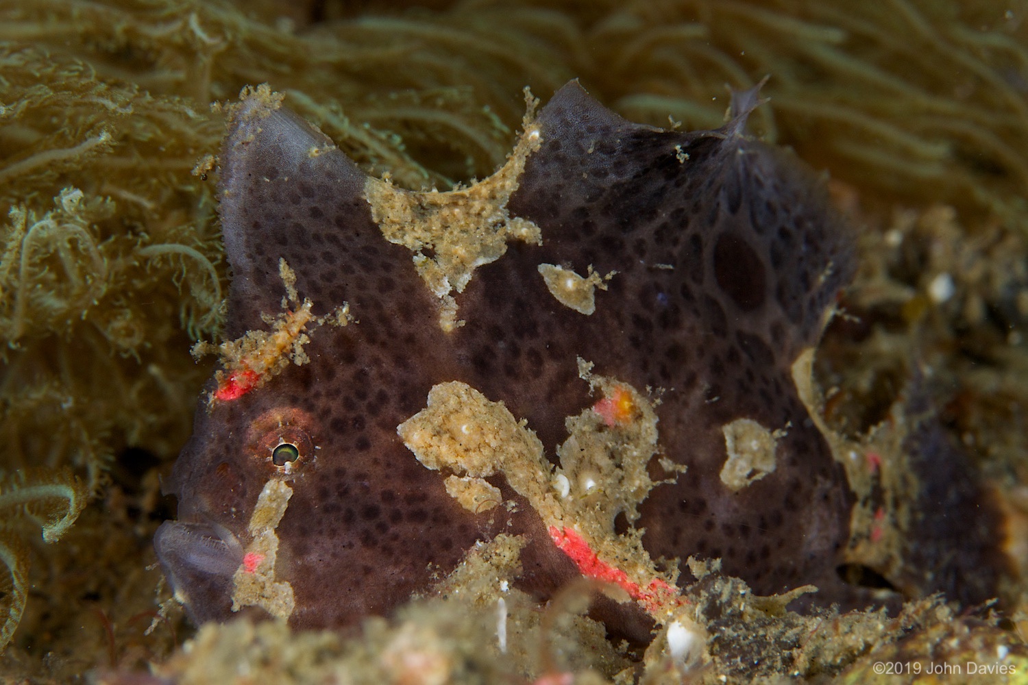 nadlembeh20140044