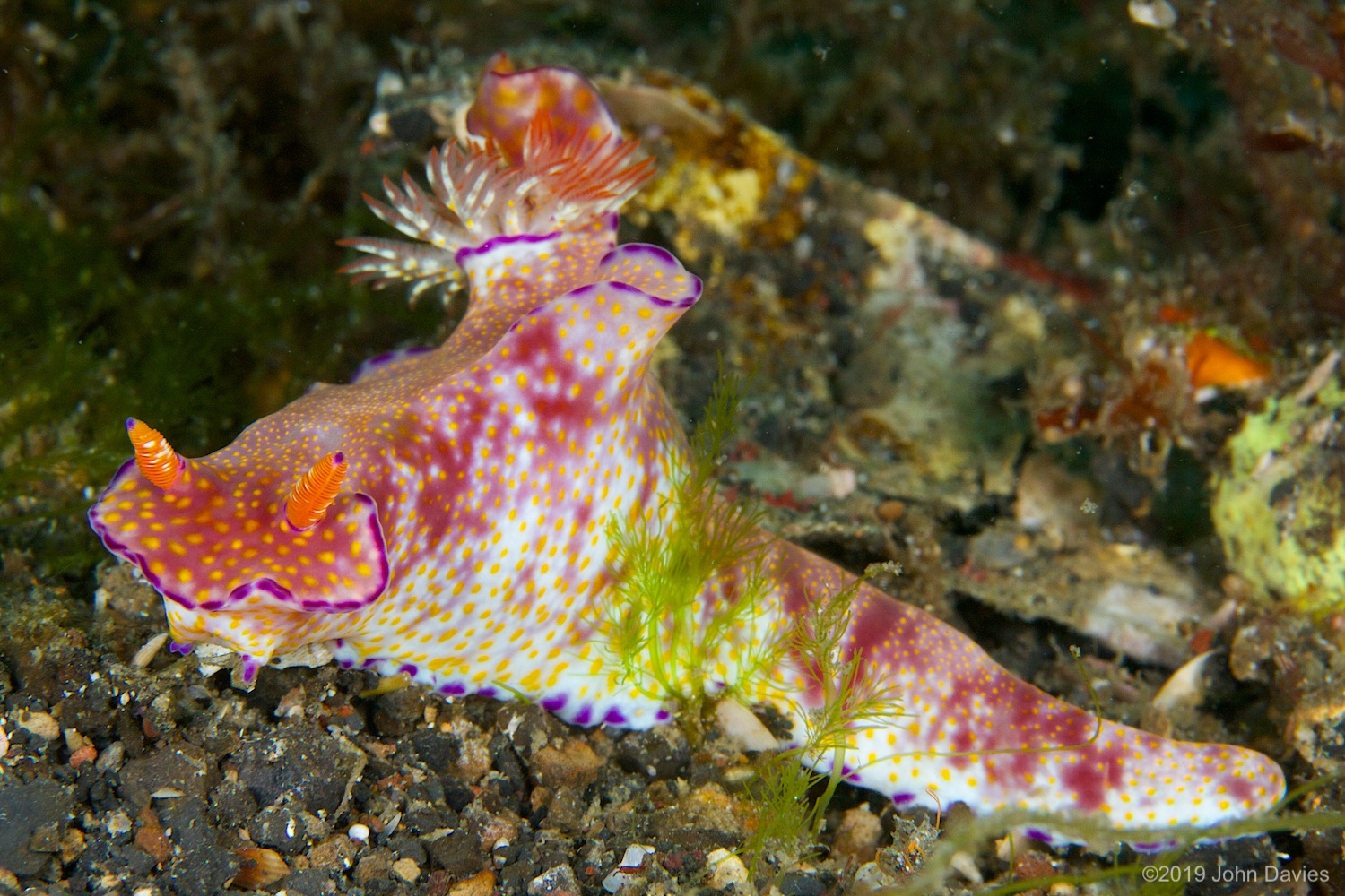 nadlembeh20140045