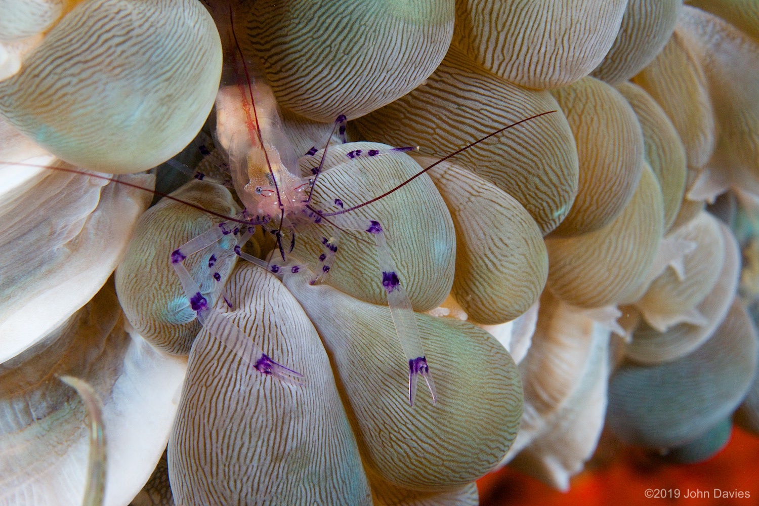 nadlembeh20140049