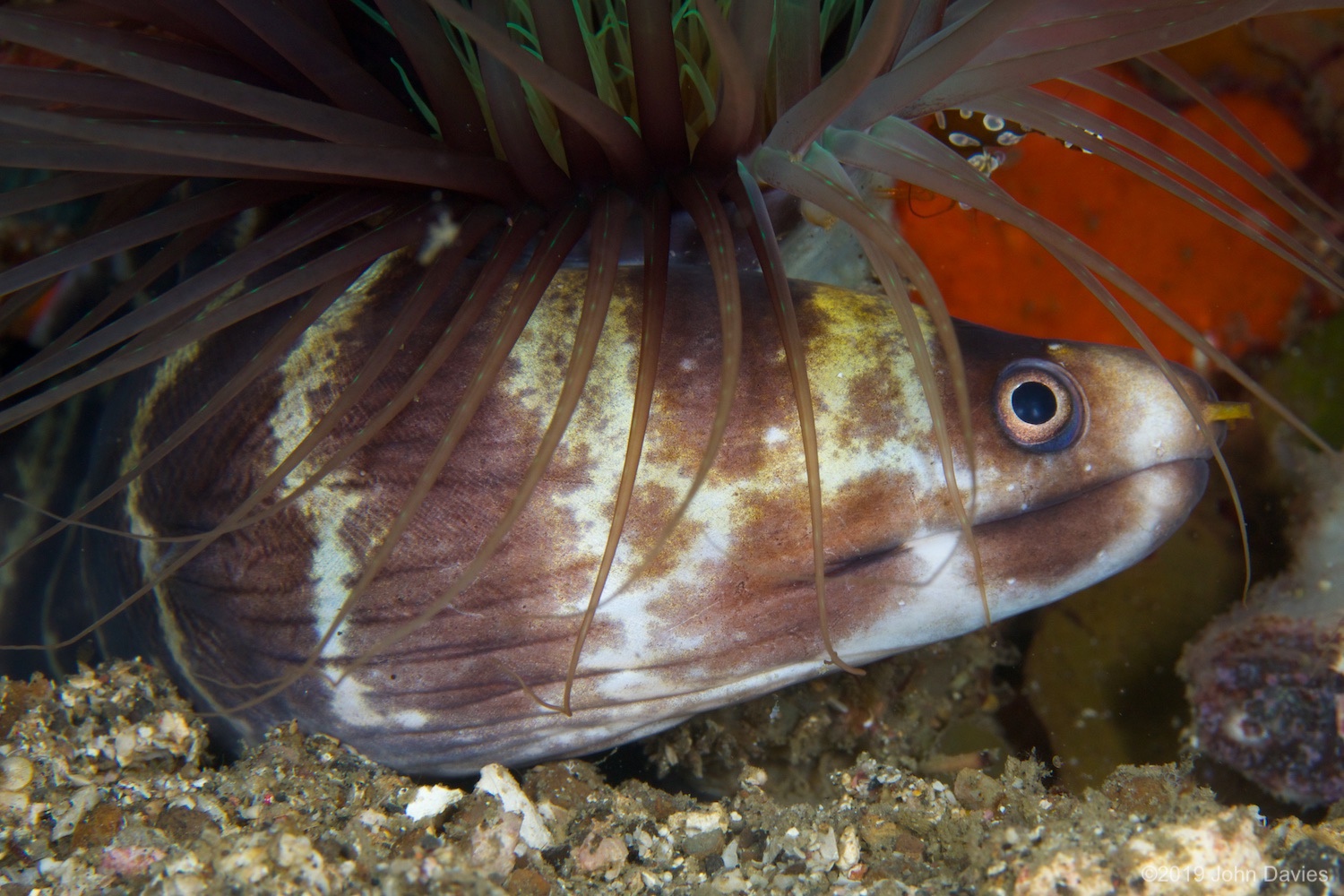 nadlembeh20140050