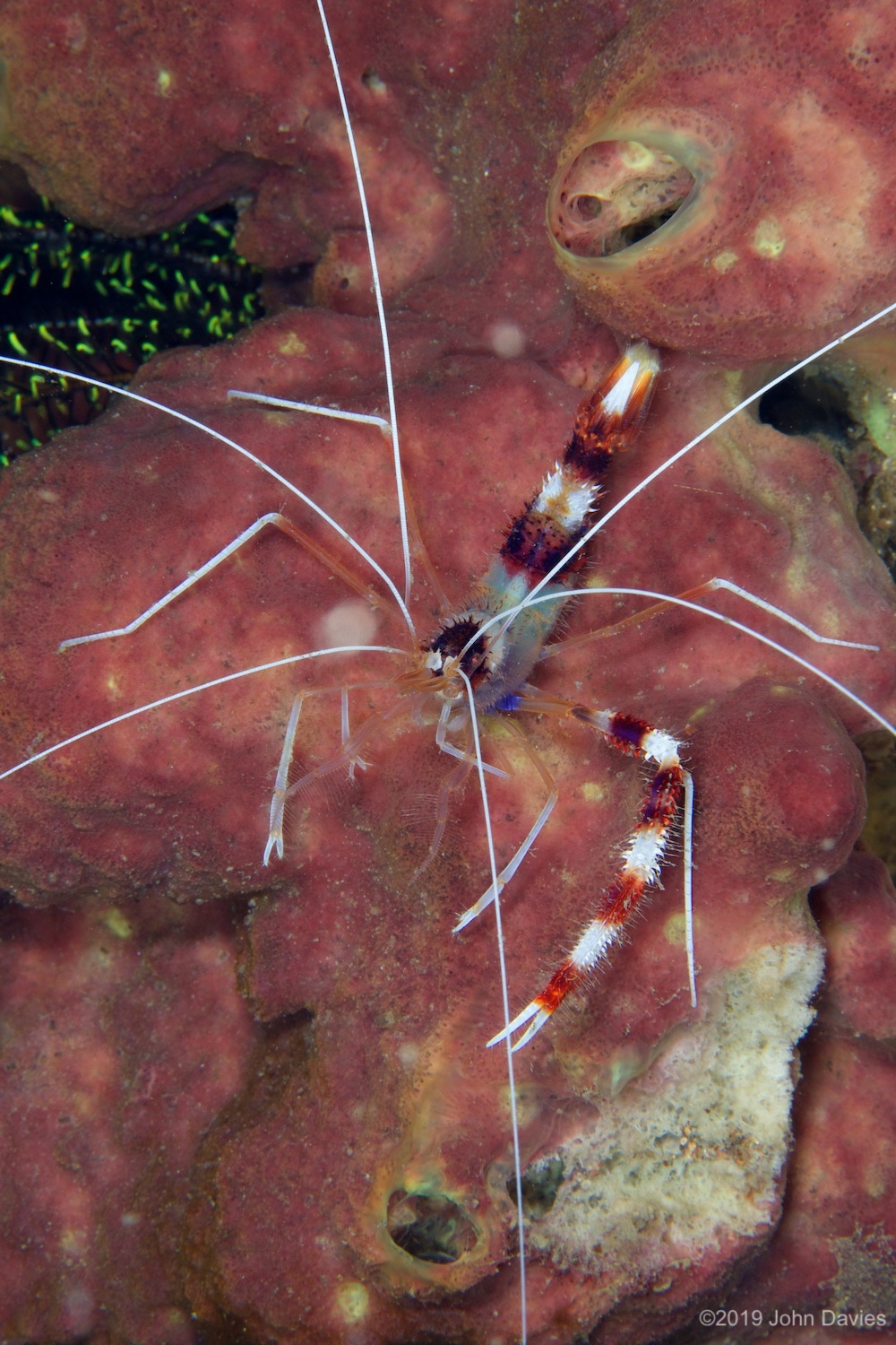 nadlembeh20140051