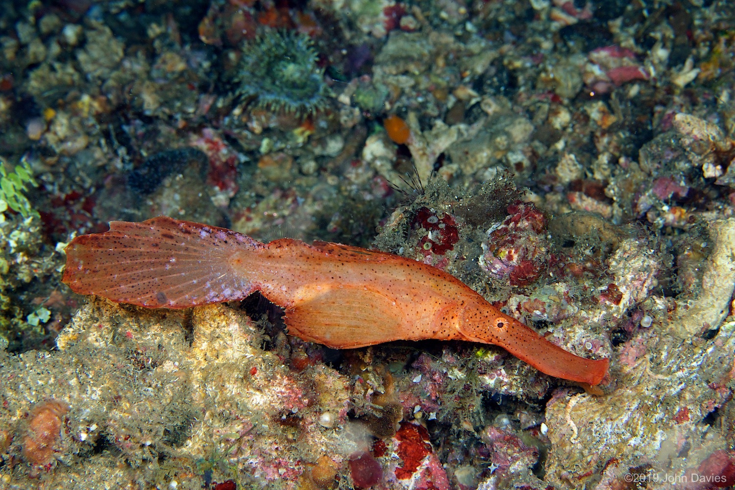 nadlembeh20140052