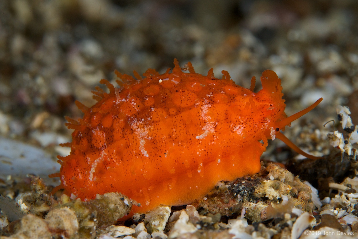 nadlembeh20140053