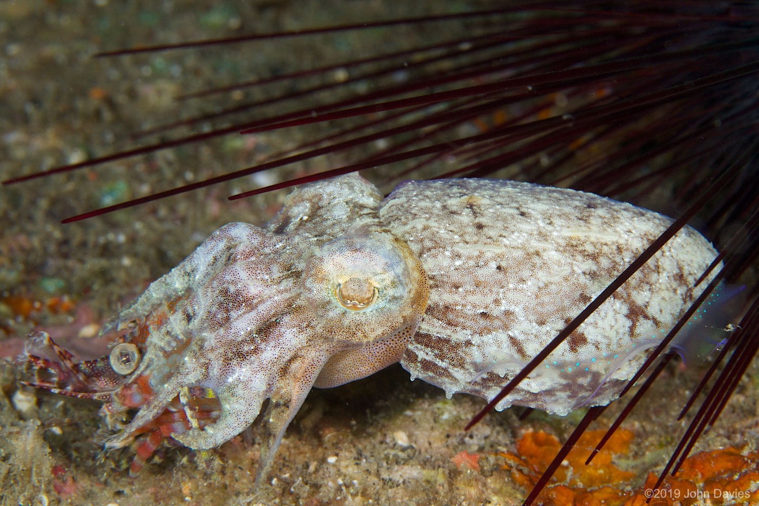 nadlembeh20140056