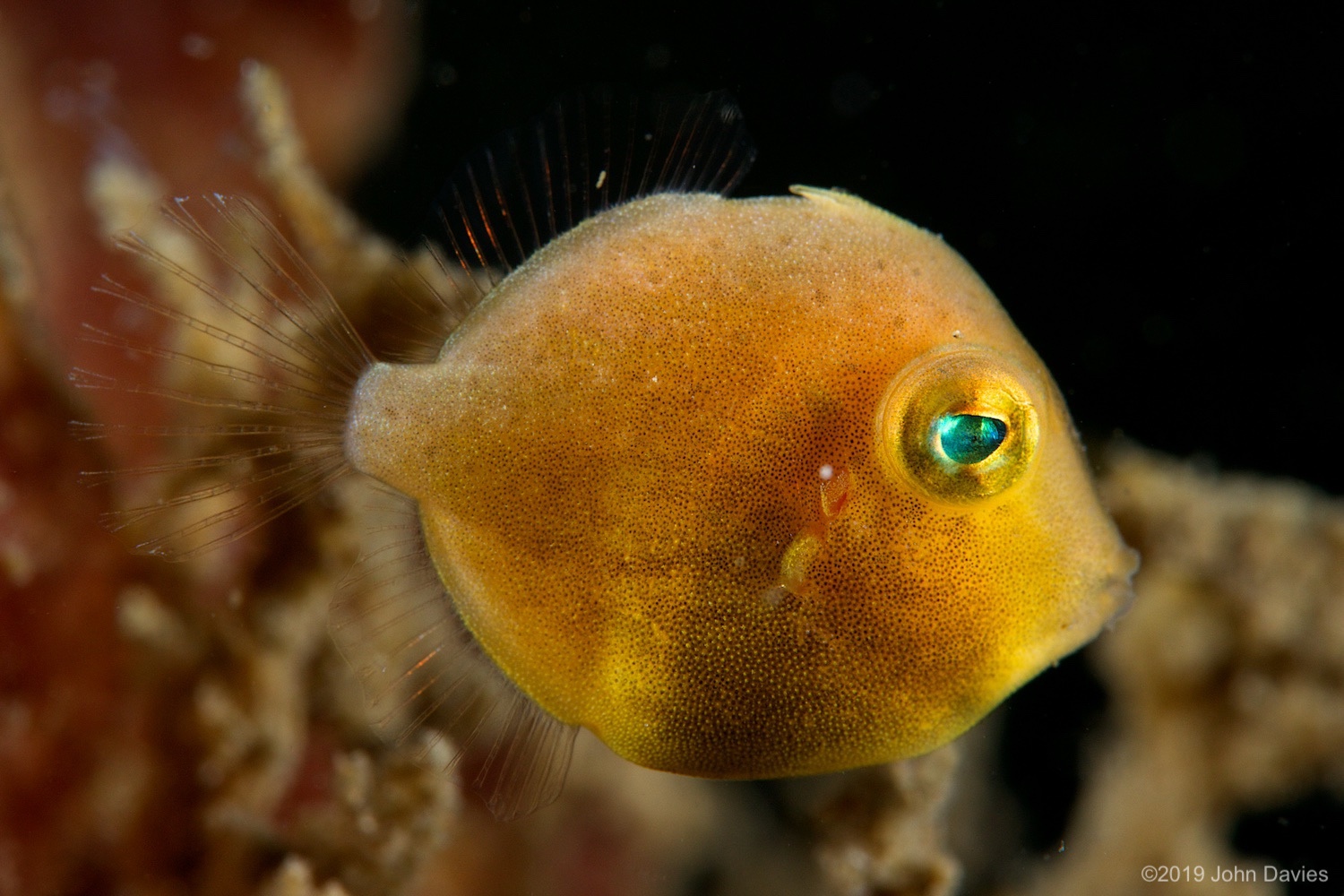 nadlembeh20140058