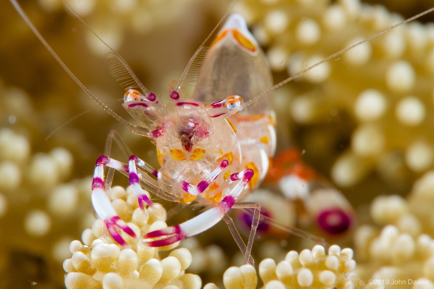 nadlembeh20140059