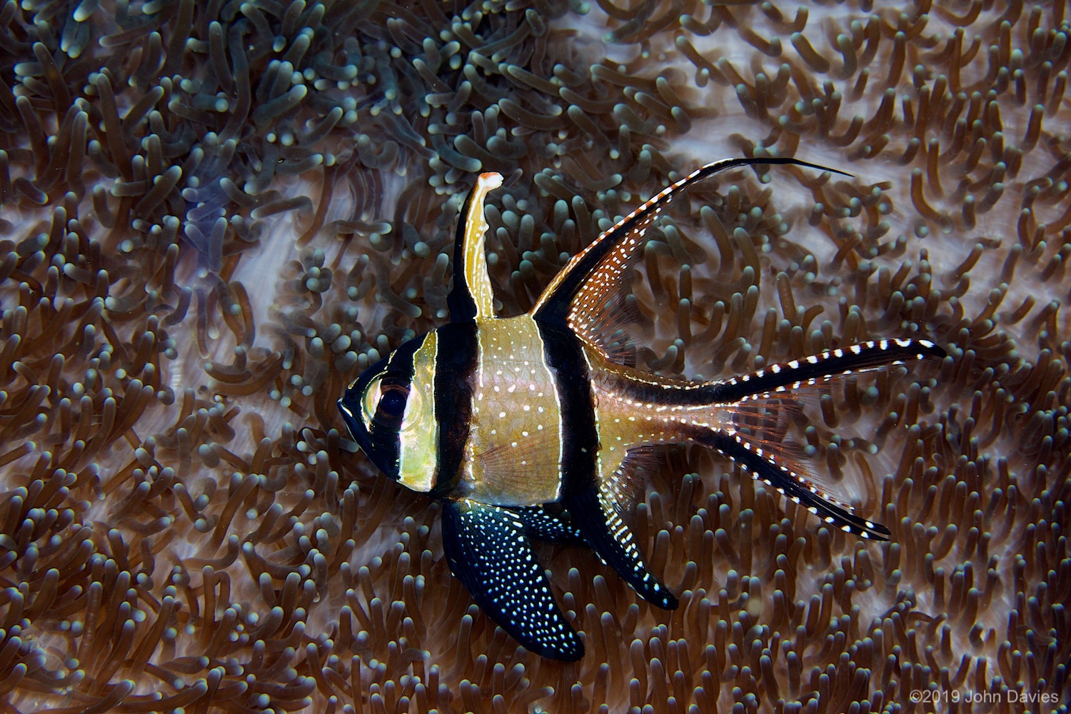 nadlembeh20140061