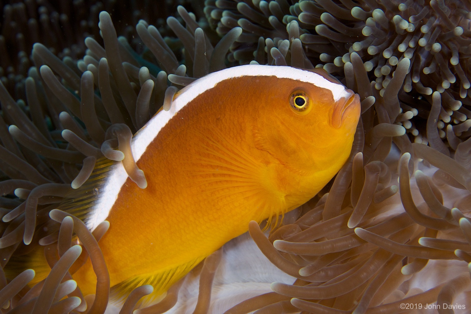 nadlembeh20140062