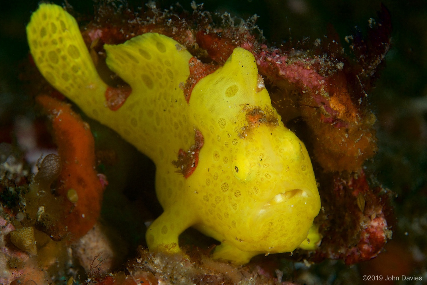 nadlembeh20140064