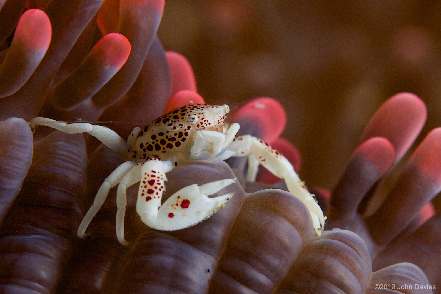 nadlembeh20140065