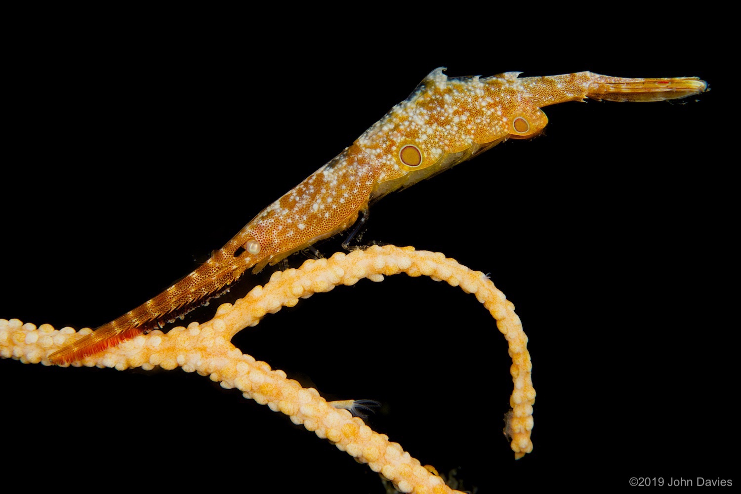 nadlembeh20140066