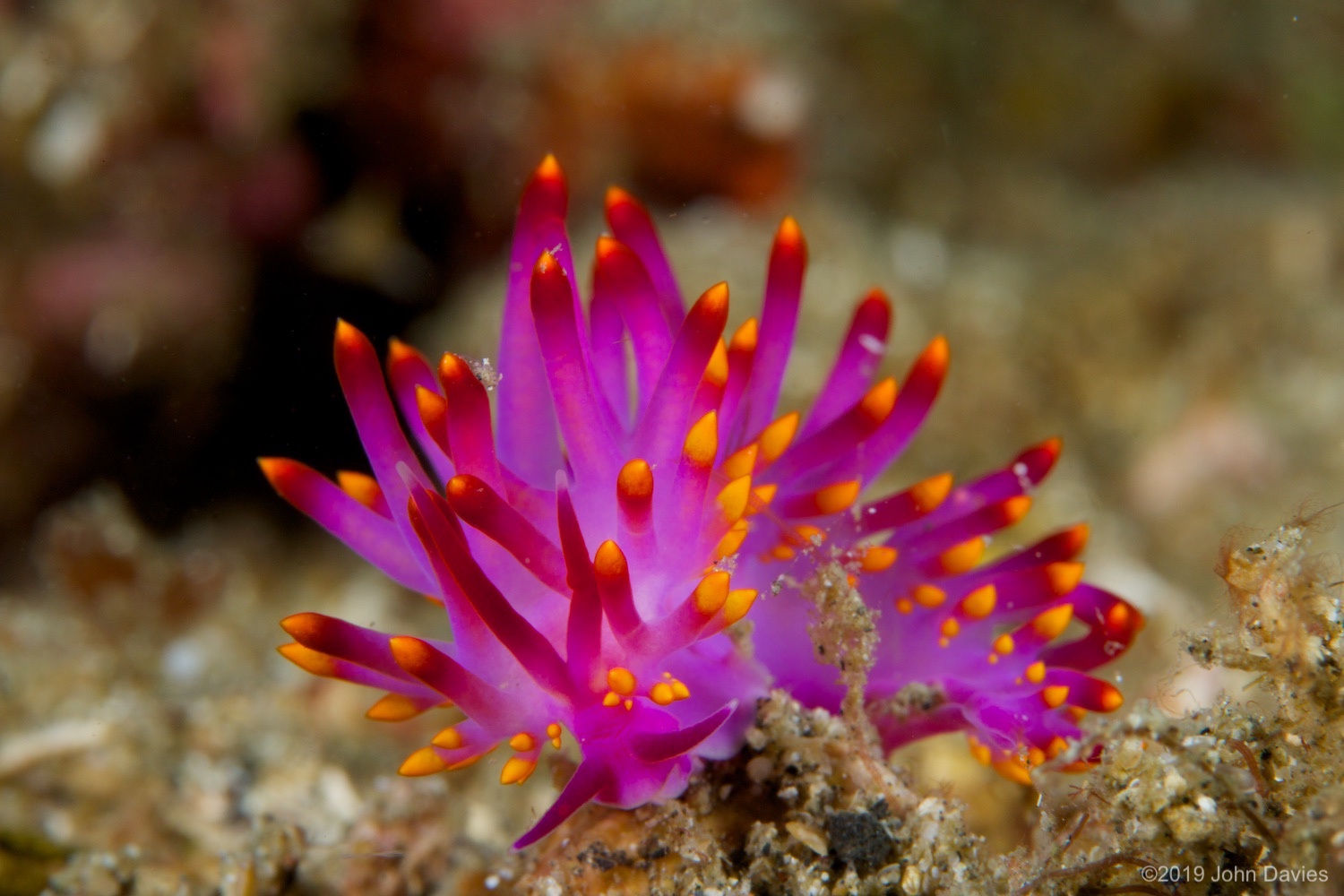 nadlembeh20140067