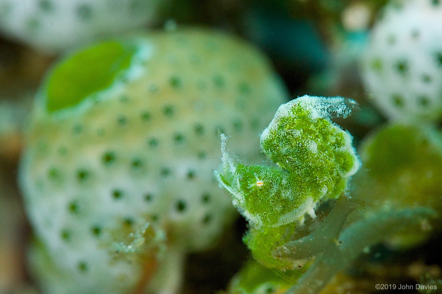 nadlembeh20140068