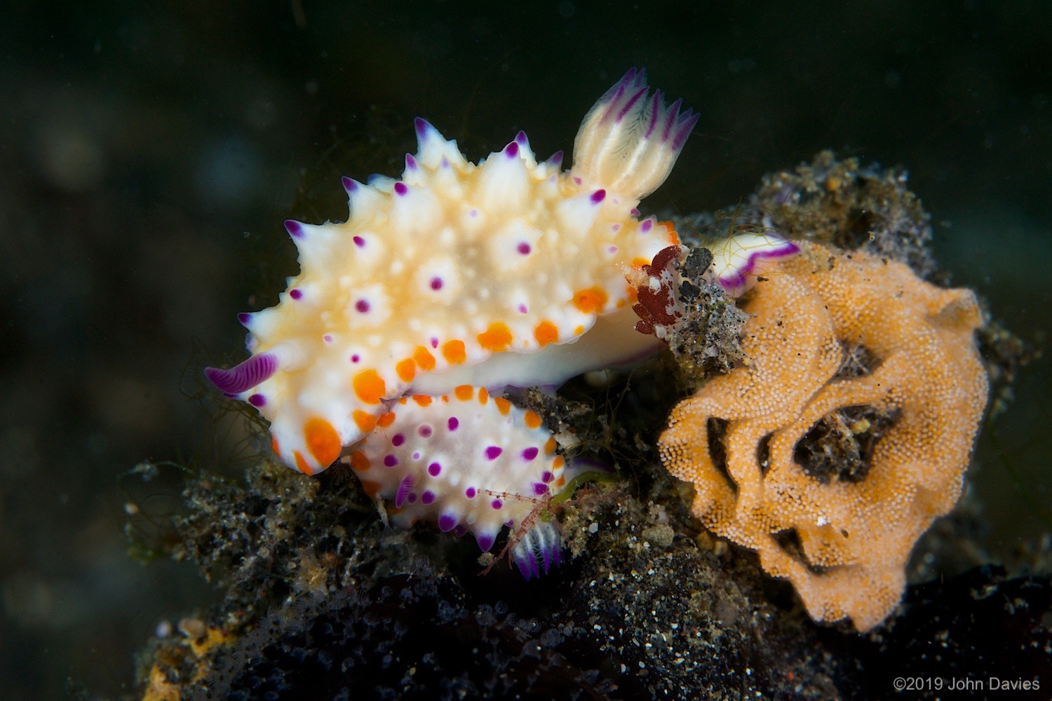 nadlembeh20140070