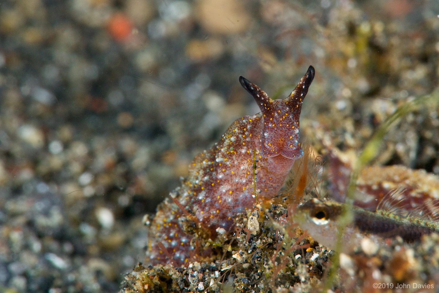 nadlembeh20140071