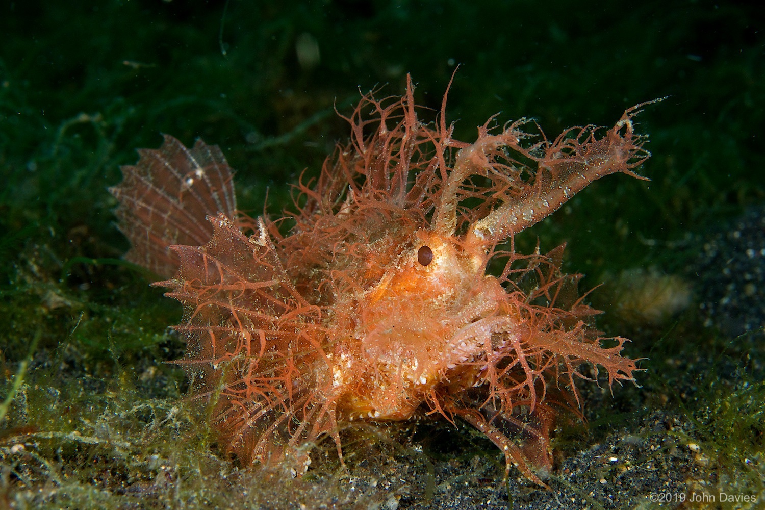 nadlembeh20140072