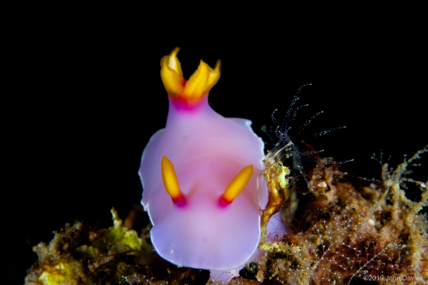 nadlembeh20140073