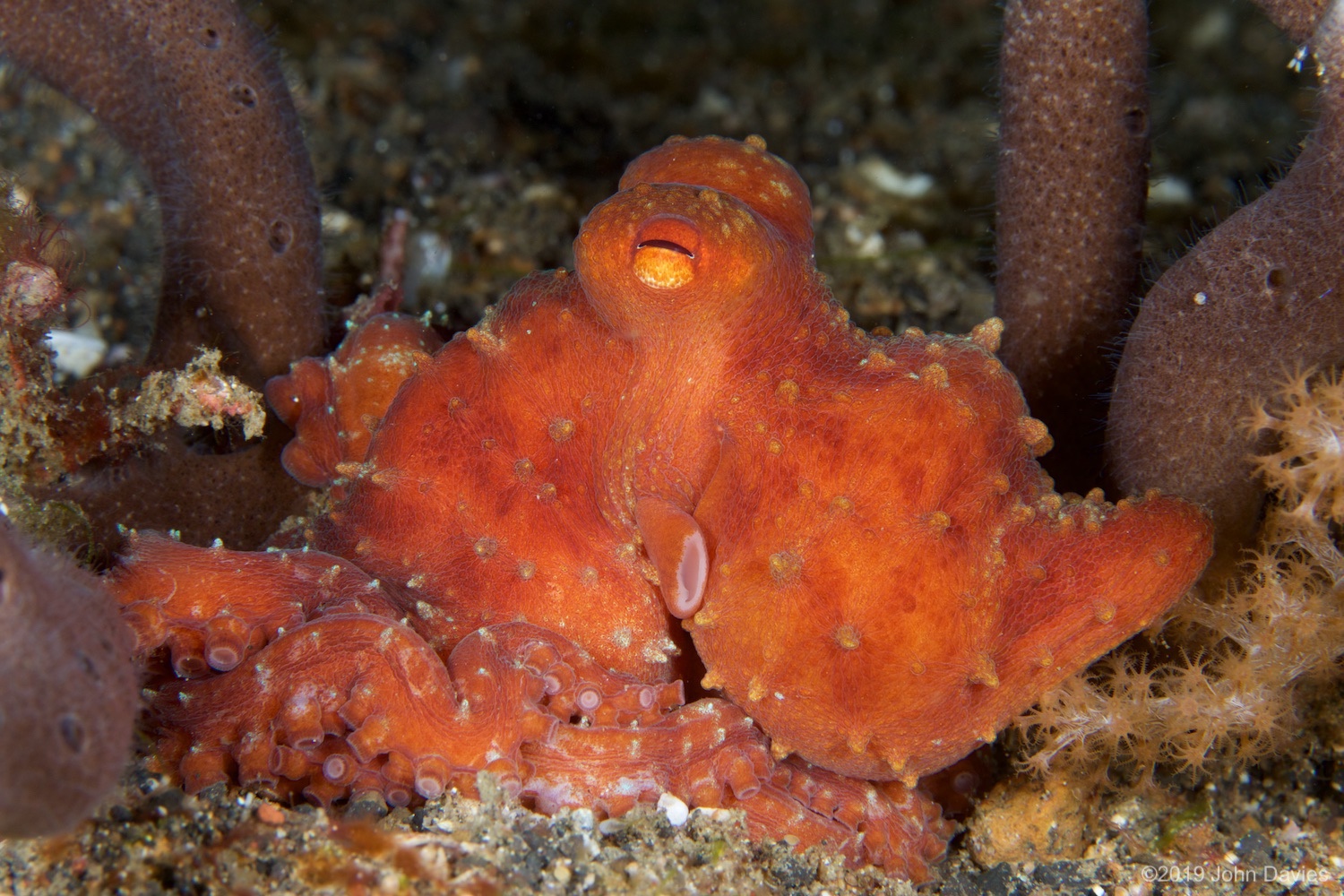 nadlembeh20140074