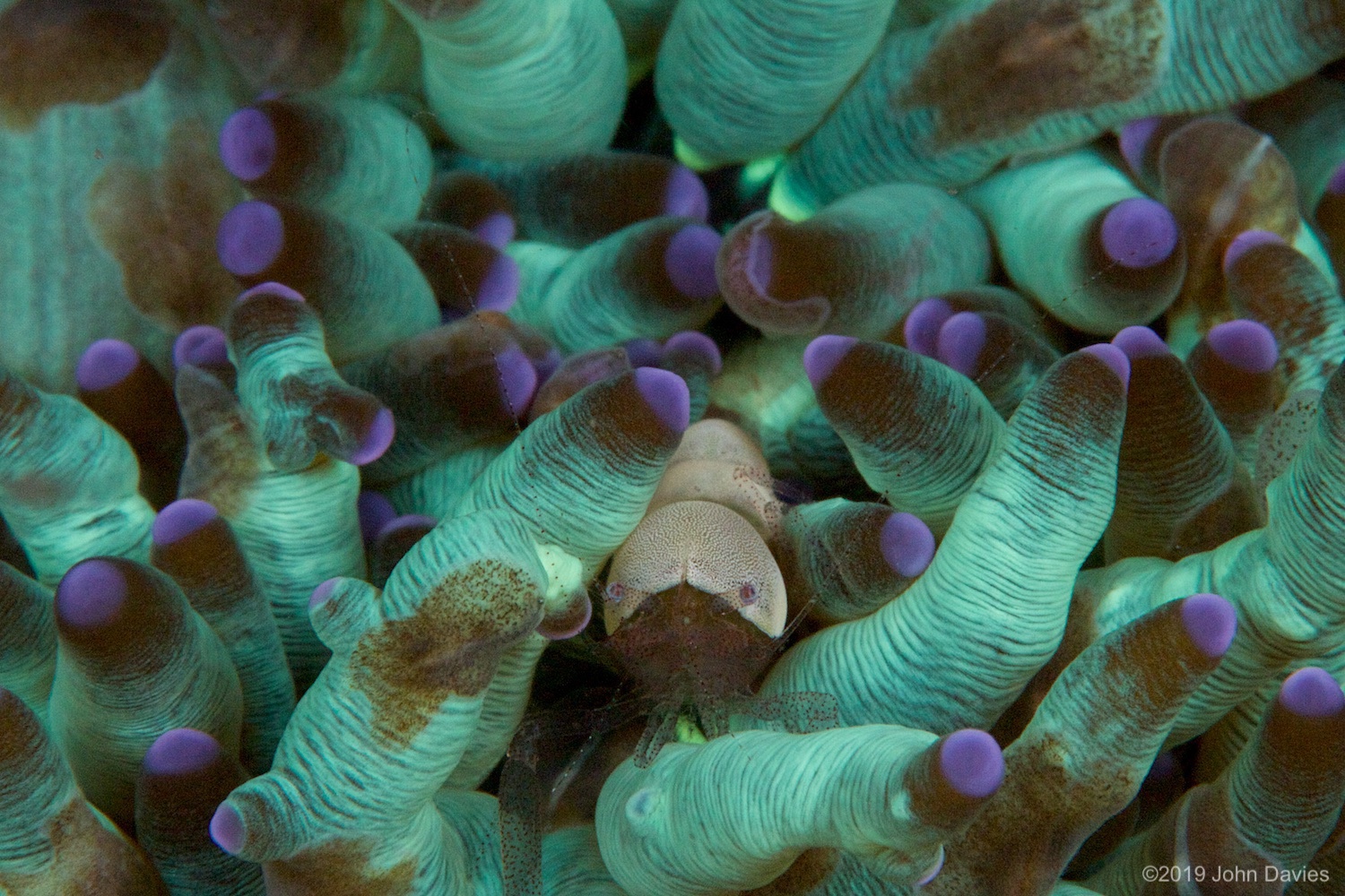 nadlembeh20140075