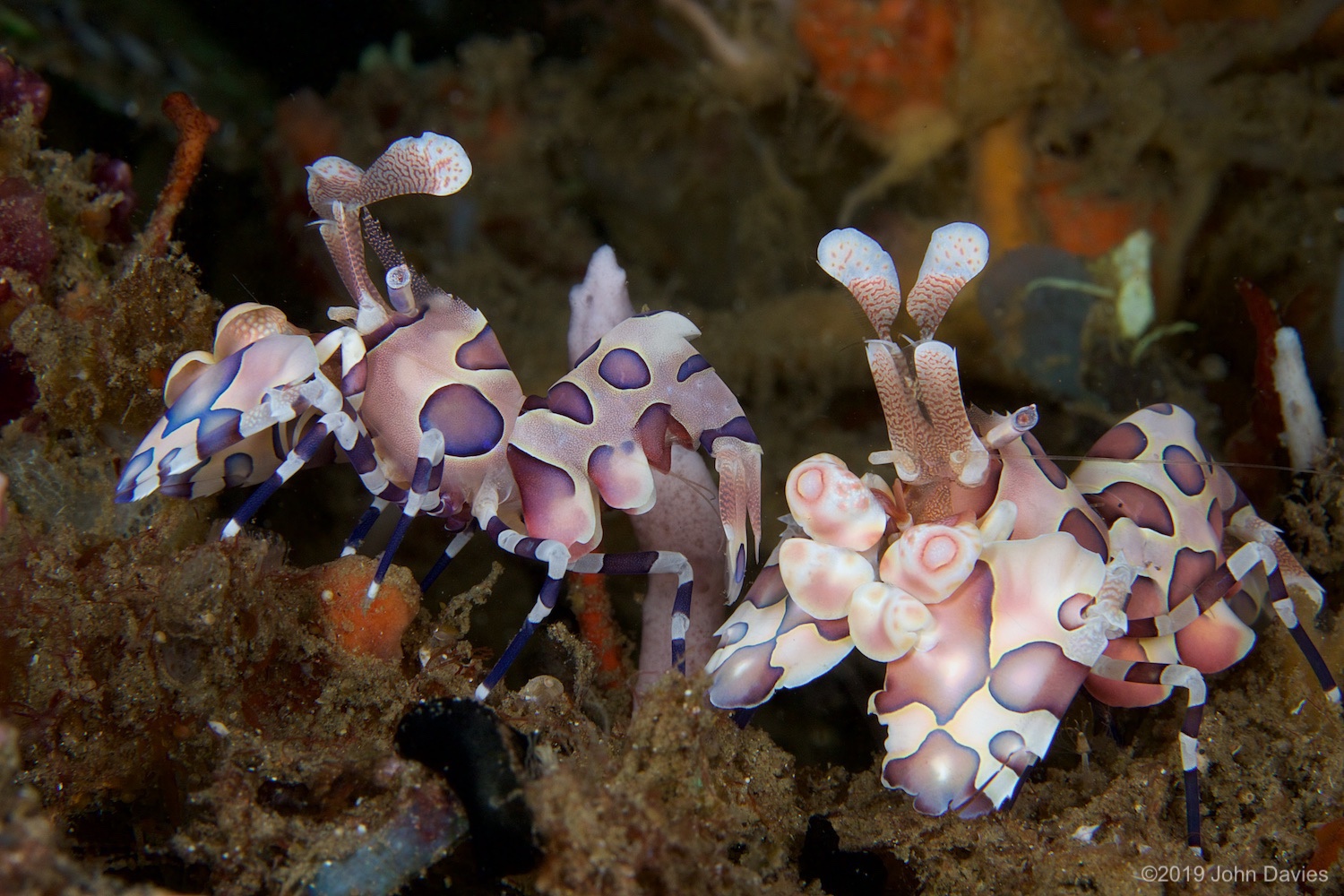 nadlembeh20140076