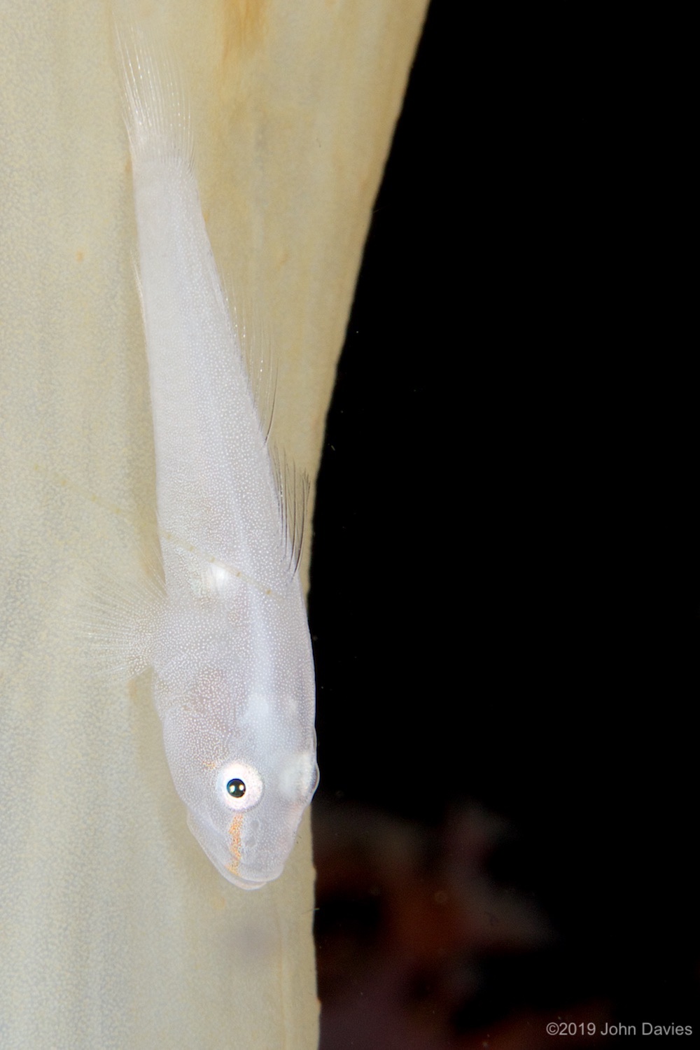 nadlembeh20140077