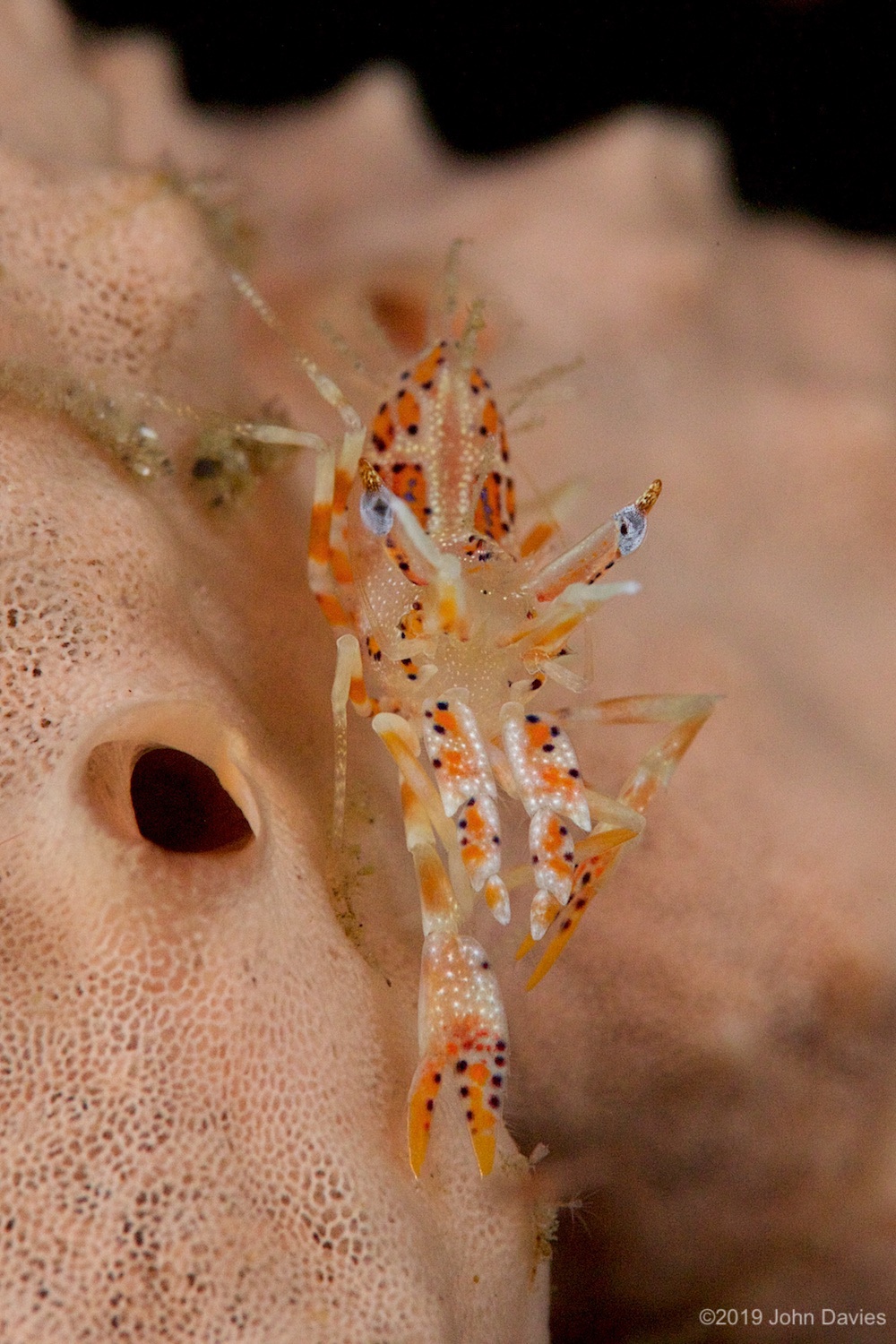 nadlembeh20140078