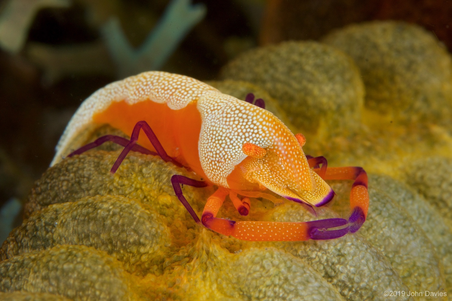 nadlembeh20140079