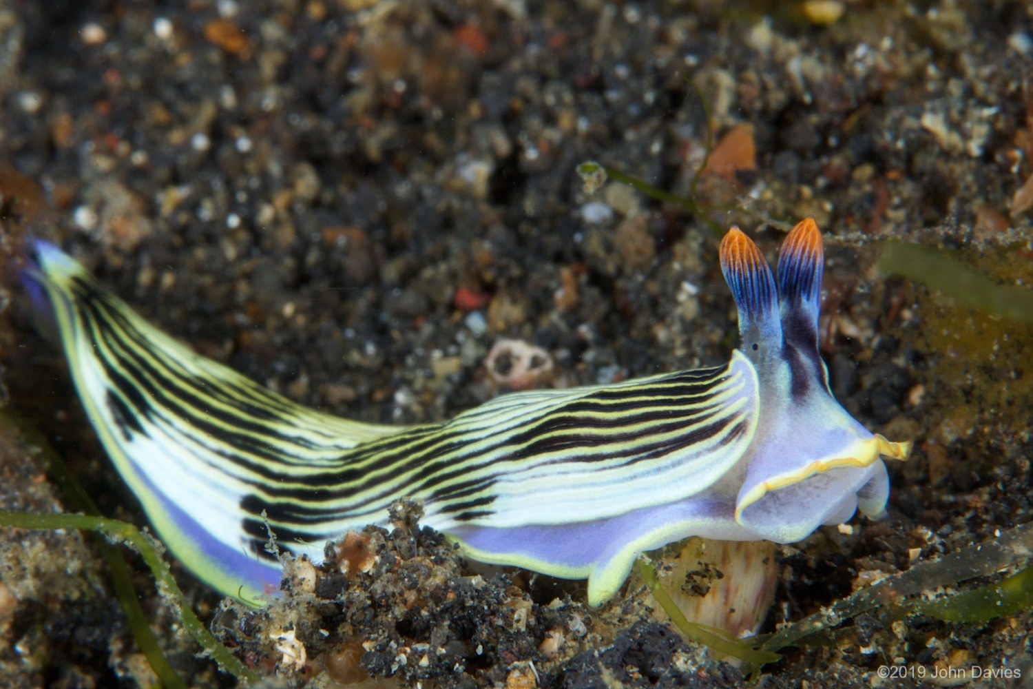 nadlembeh20140081