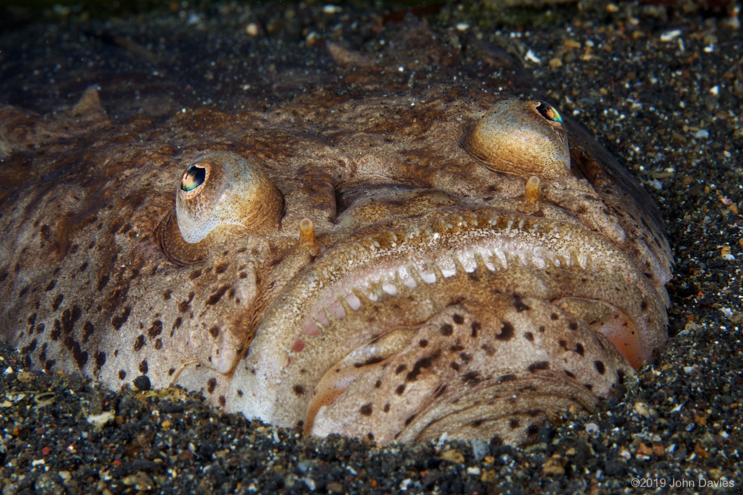 nadlembeh20140082