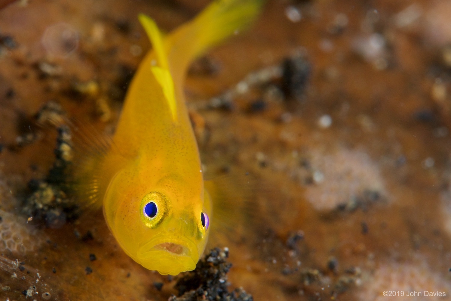 nadlembeh20140084