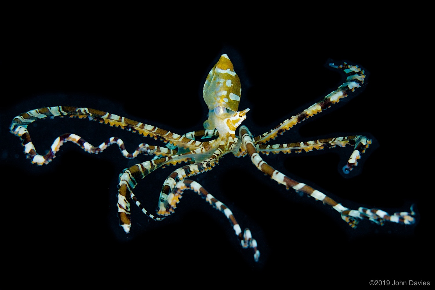 nadlembeh20140085