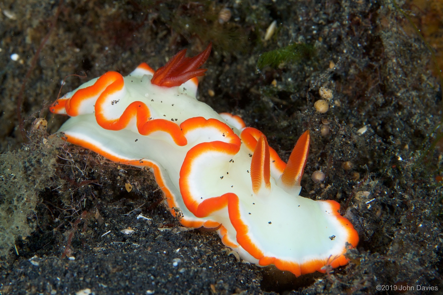 nadlembeh20140087