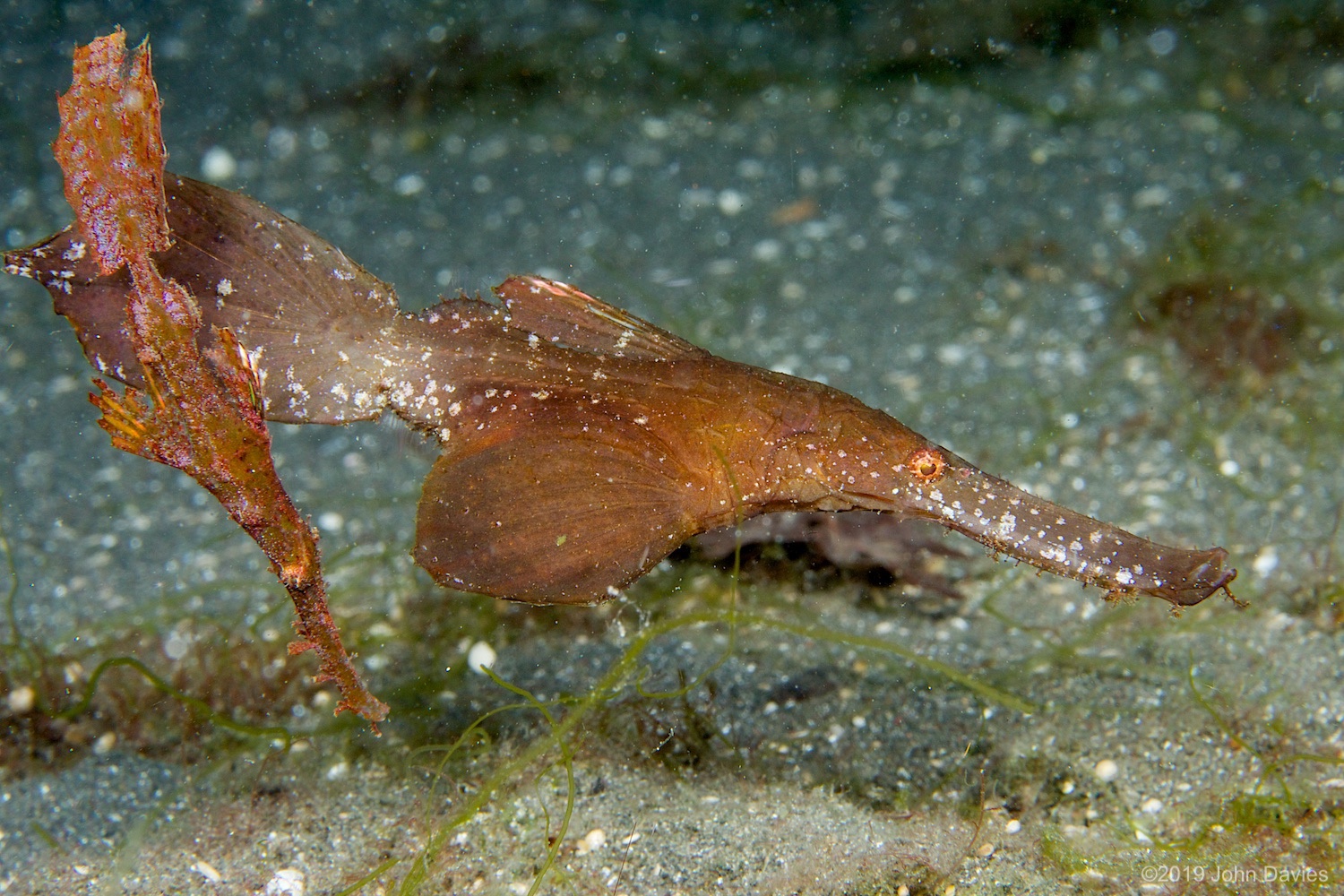 nadlembeh20140088