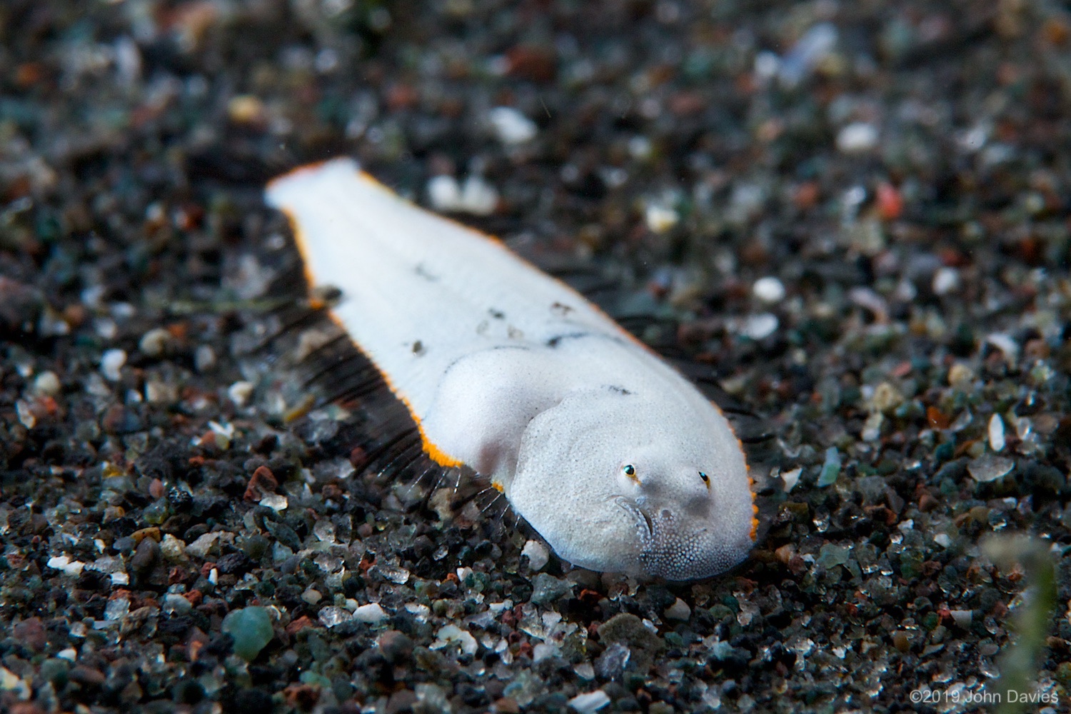 nadlembeh20140089