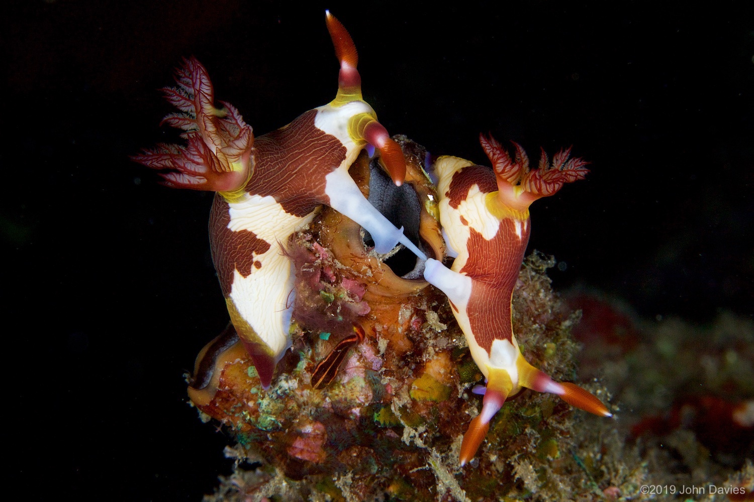 nadlembeh20140090