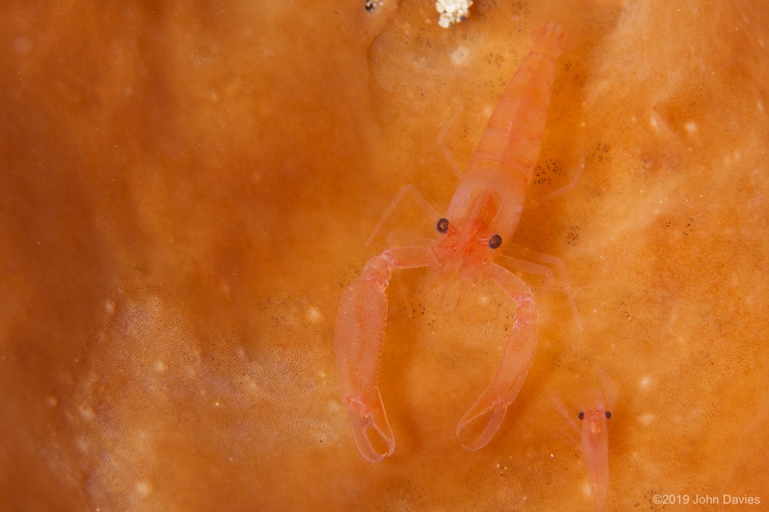 nadlembeh20140091