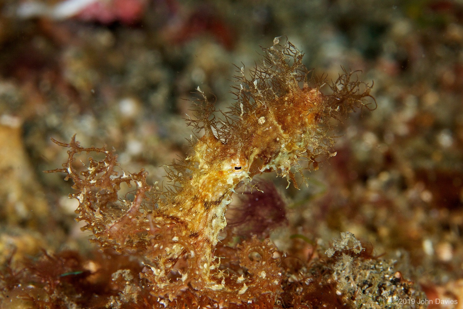 nadlembeh20140093