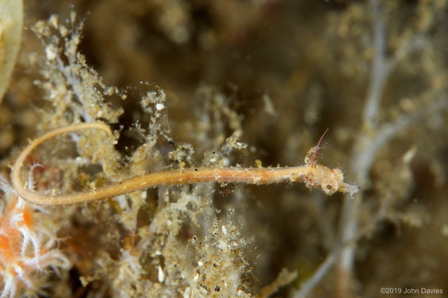 nadlembeh20140094