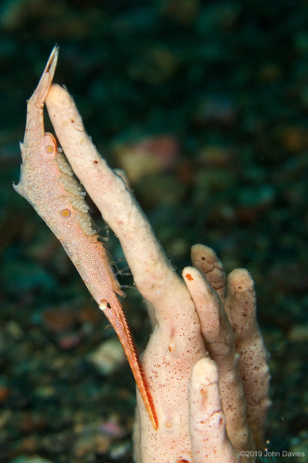 nadlembeh20140097