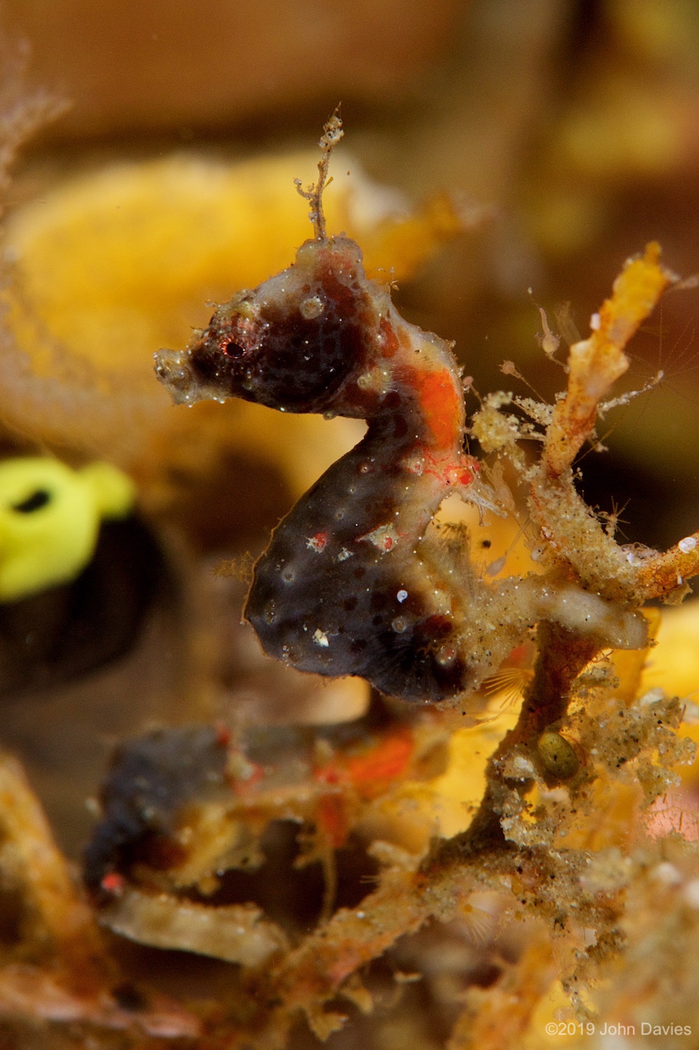 nadlembeh20140098