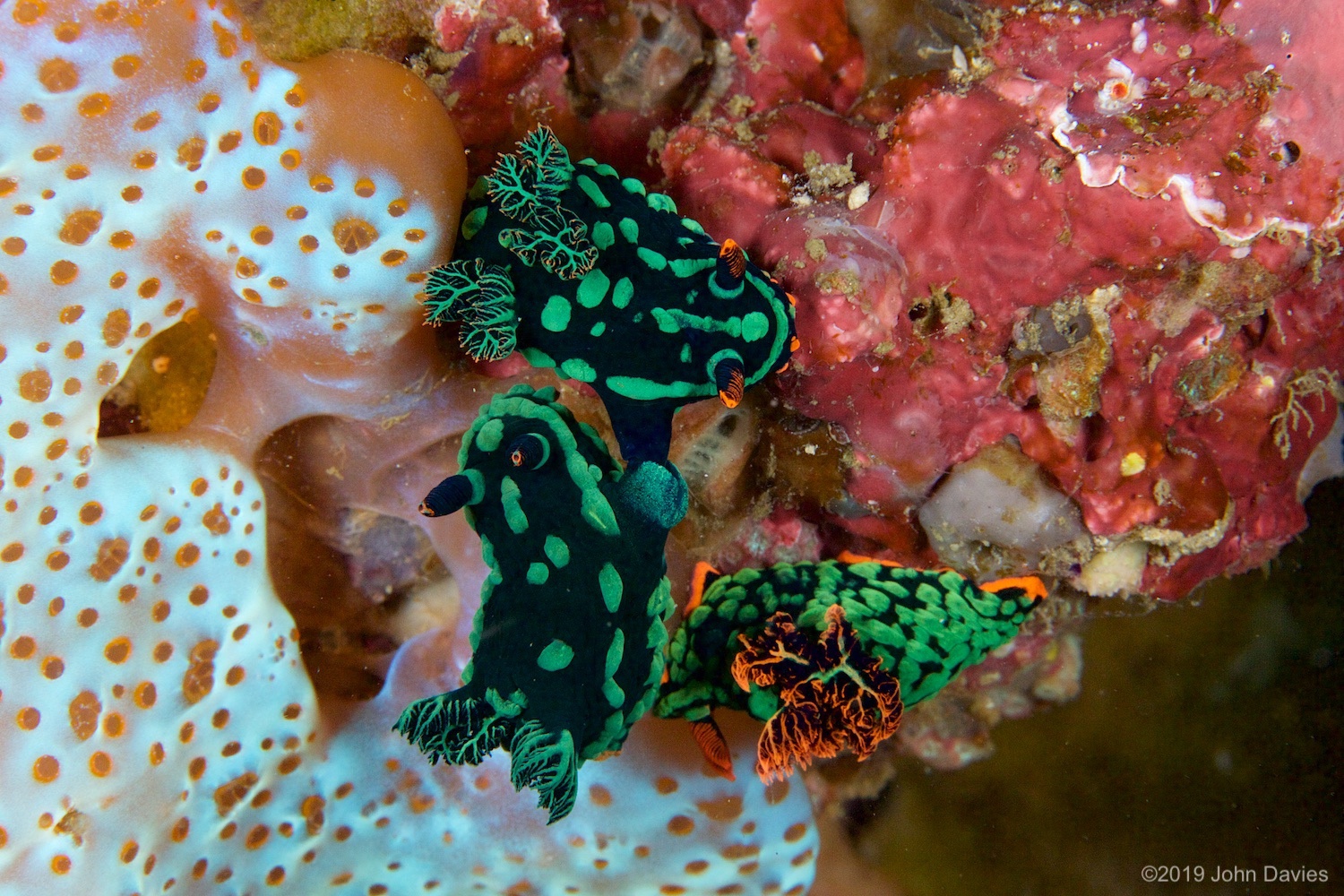 nadlembeh20140099