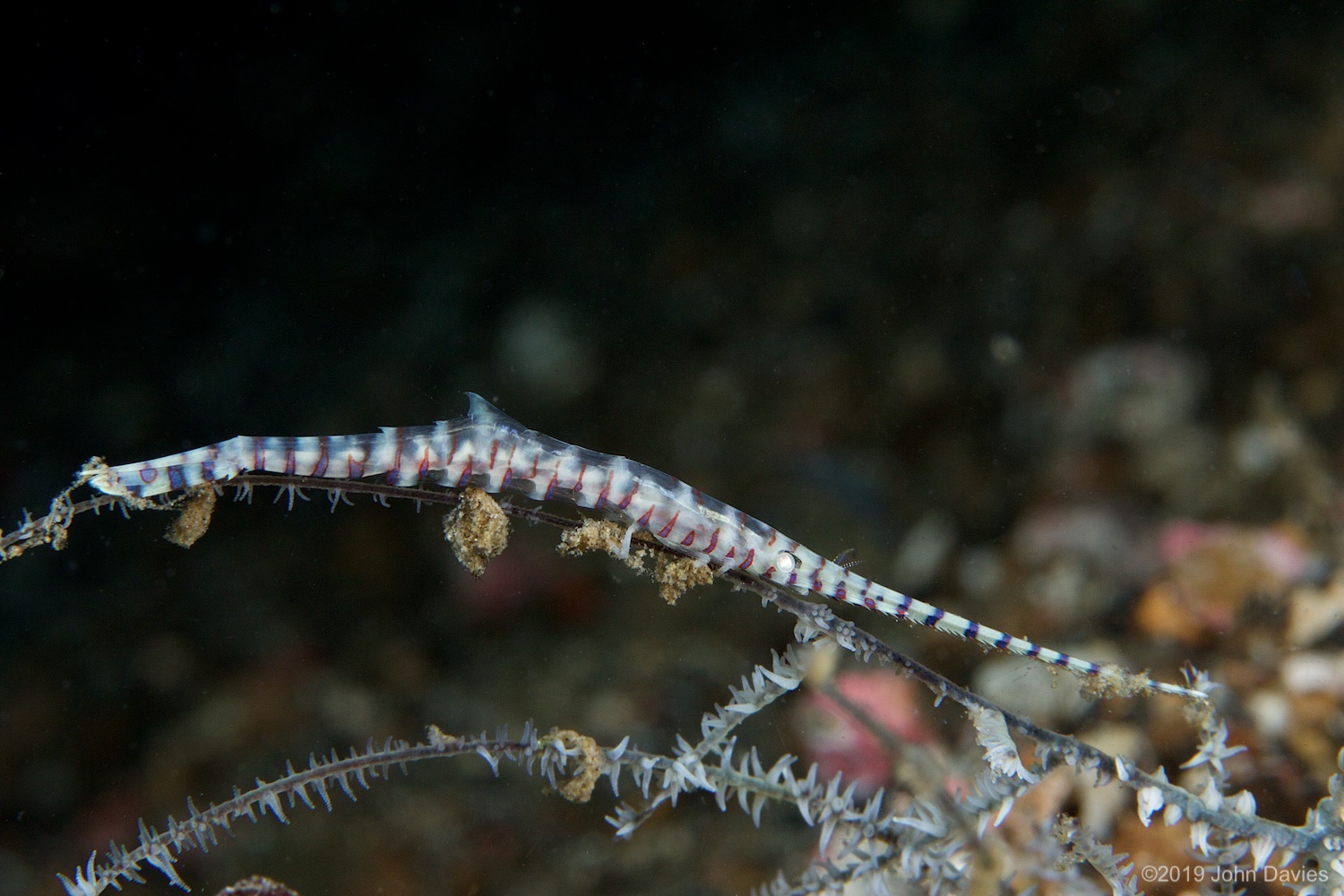 nadlembeh20140100