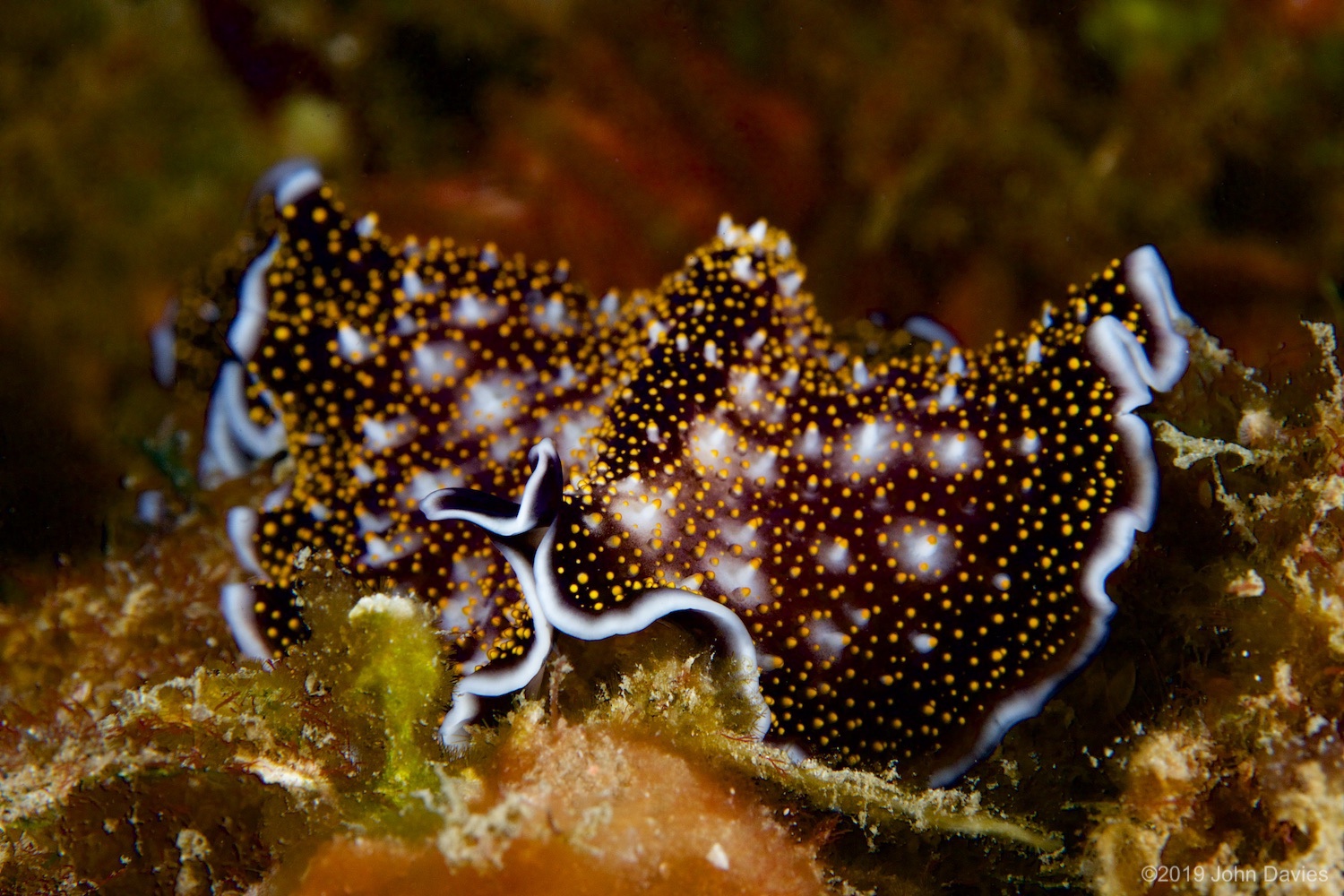 nadlembeh20140103