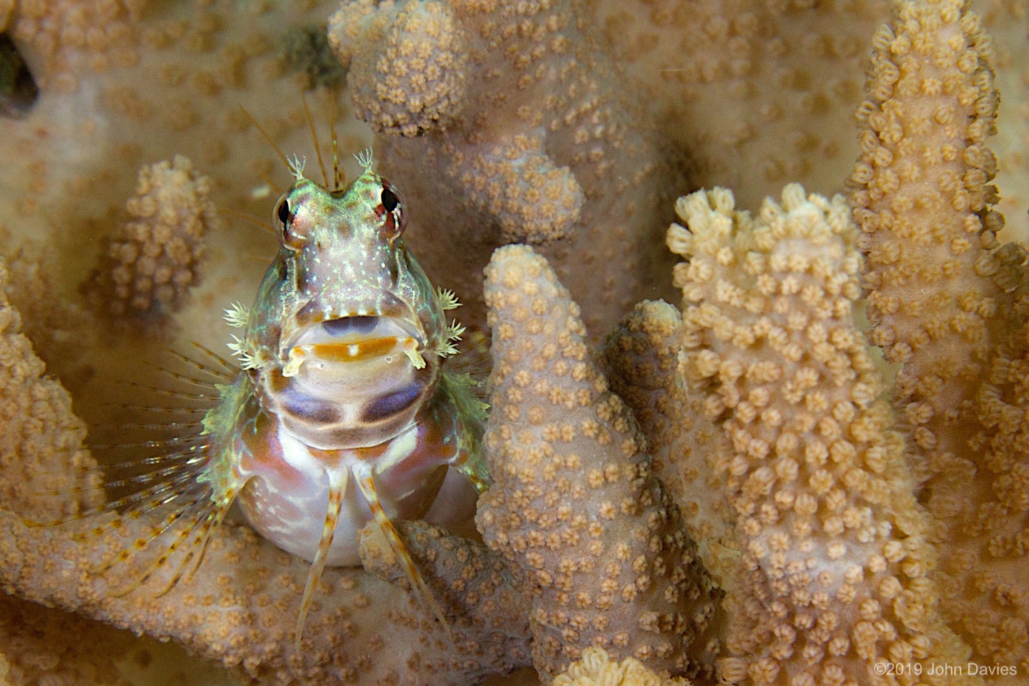 nadlembeh20140104