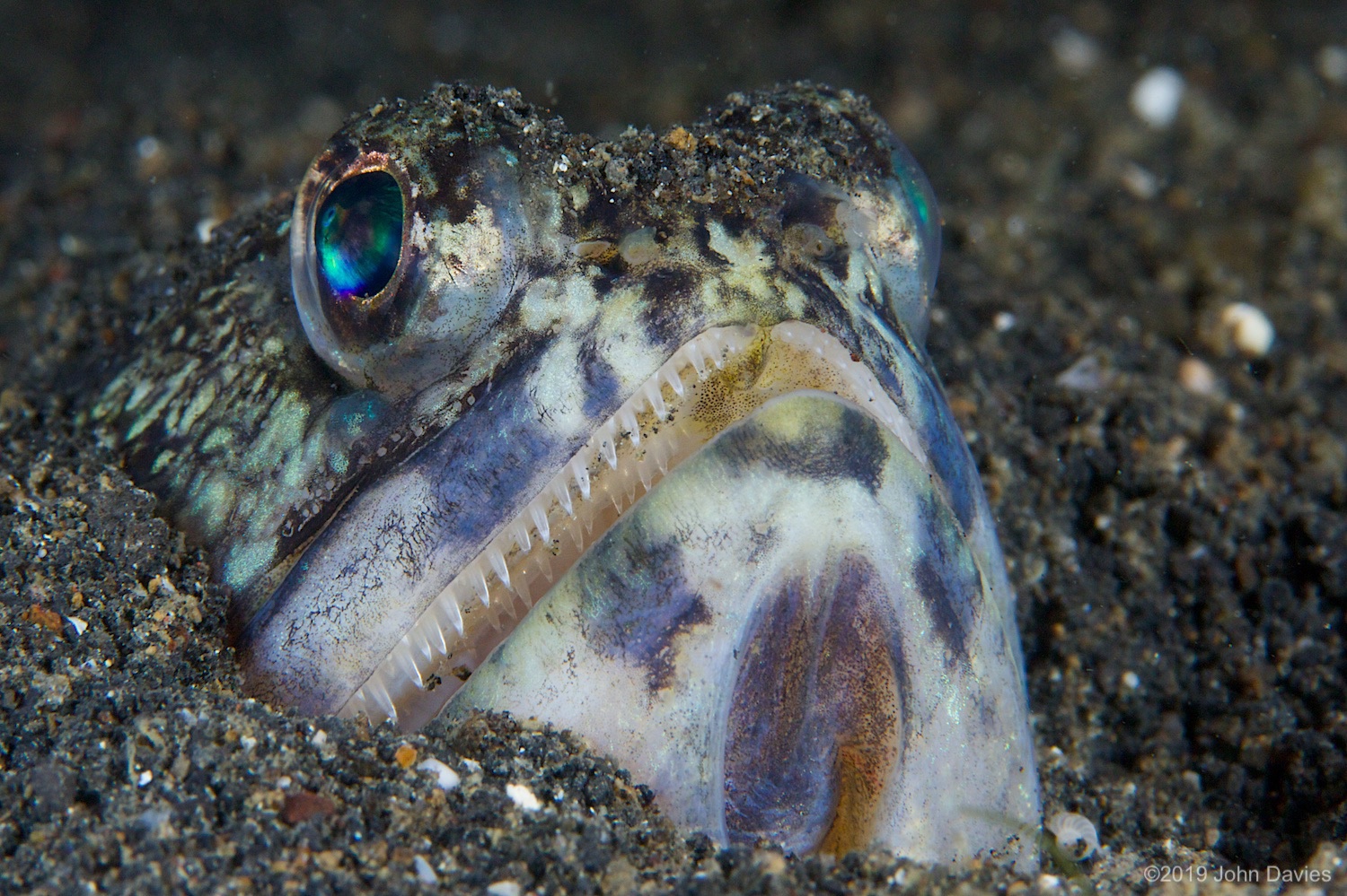 nadlembeh20140107