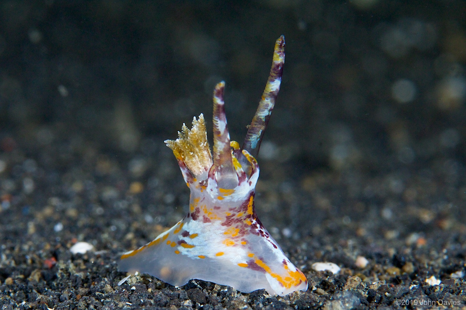 nadlembeh20140109