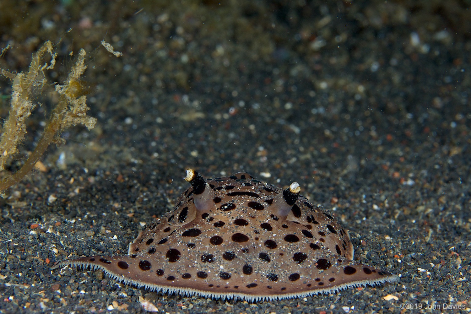 nadlembeh20140114