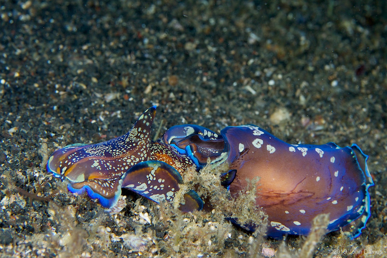 nadlembeh20140115