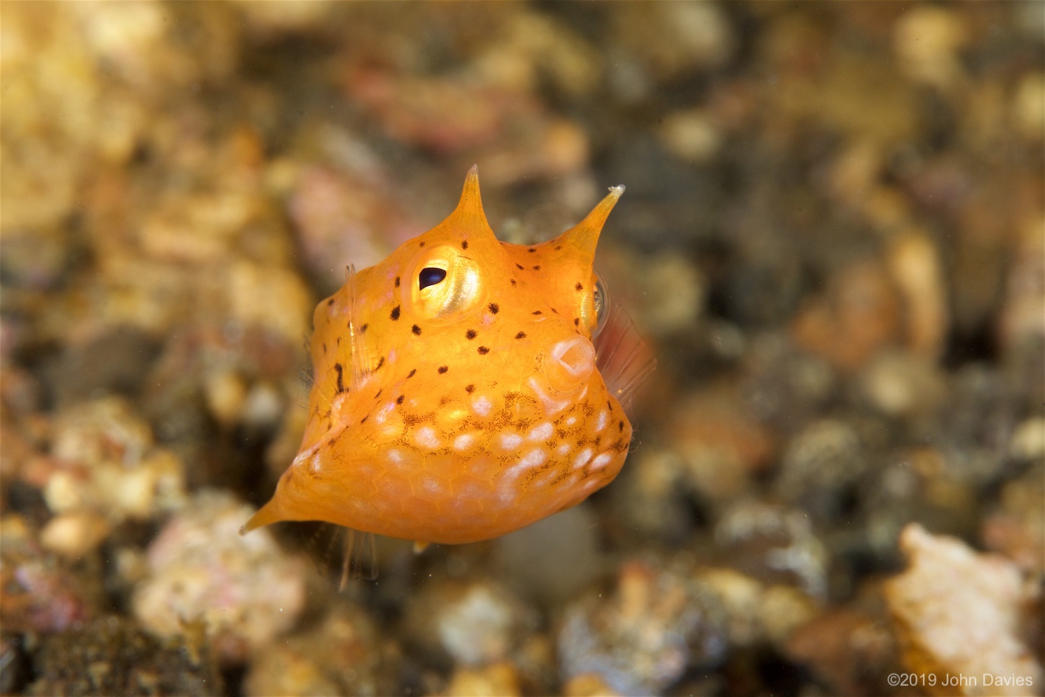 NadLembeh20160001